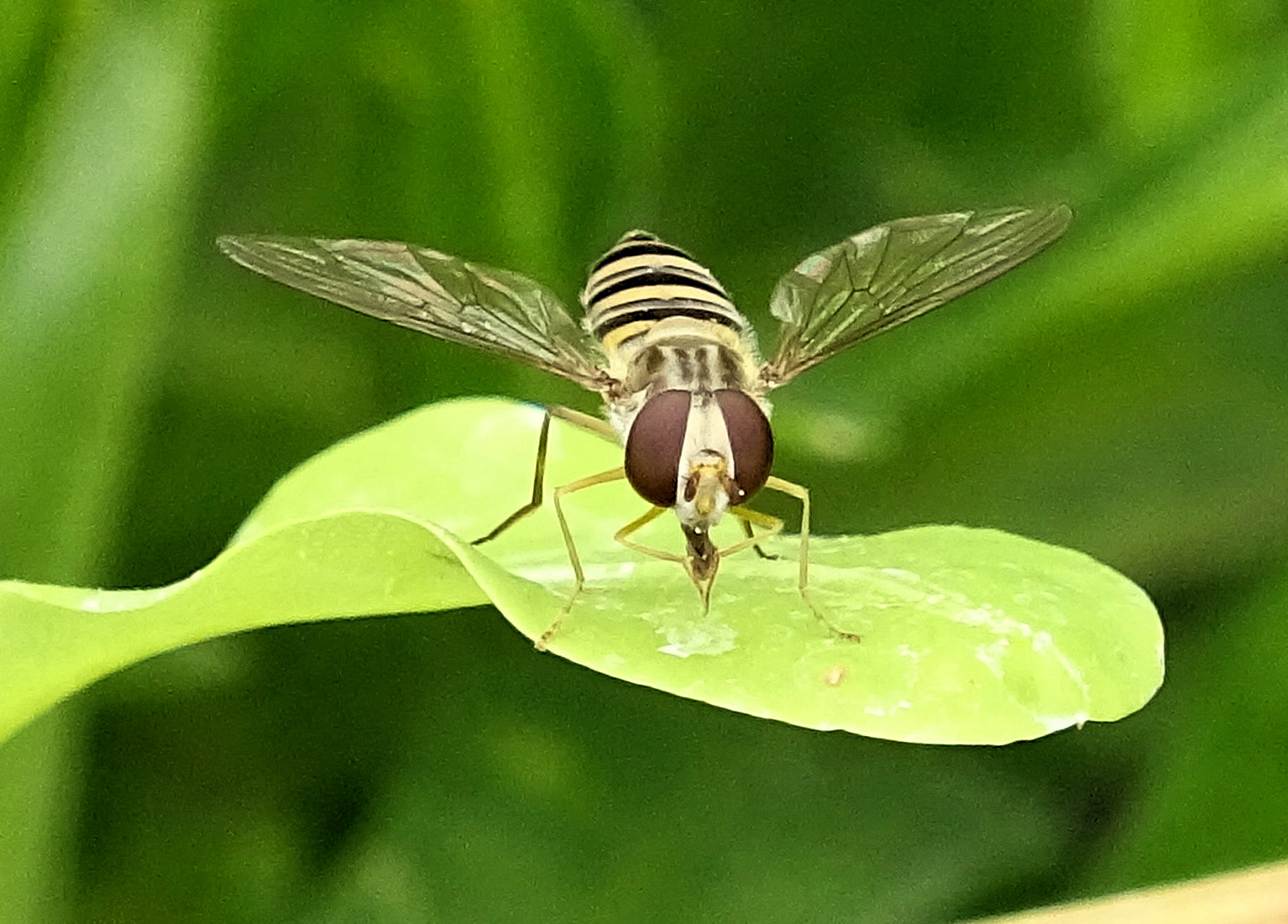 Fam. Syrphidae. Capranica (VT), Aug 2022, , lab "Mente Photo Natura